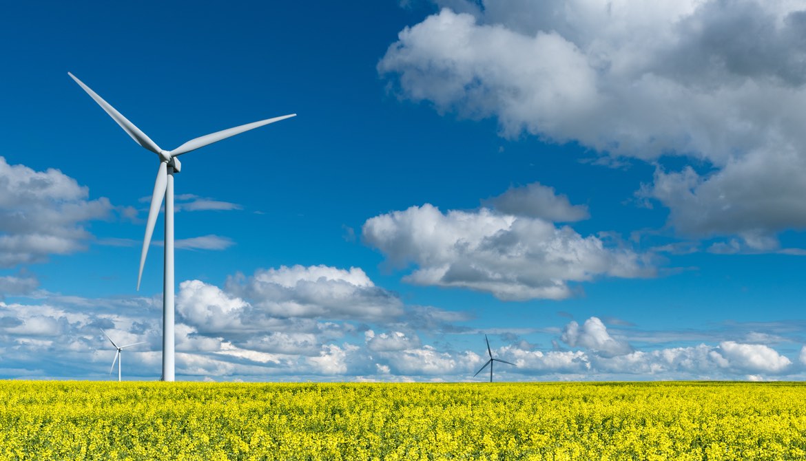 Windmills in field of yellow flowers under blue sky and fluffy clouds