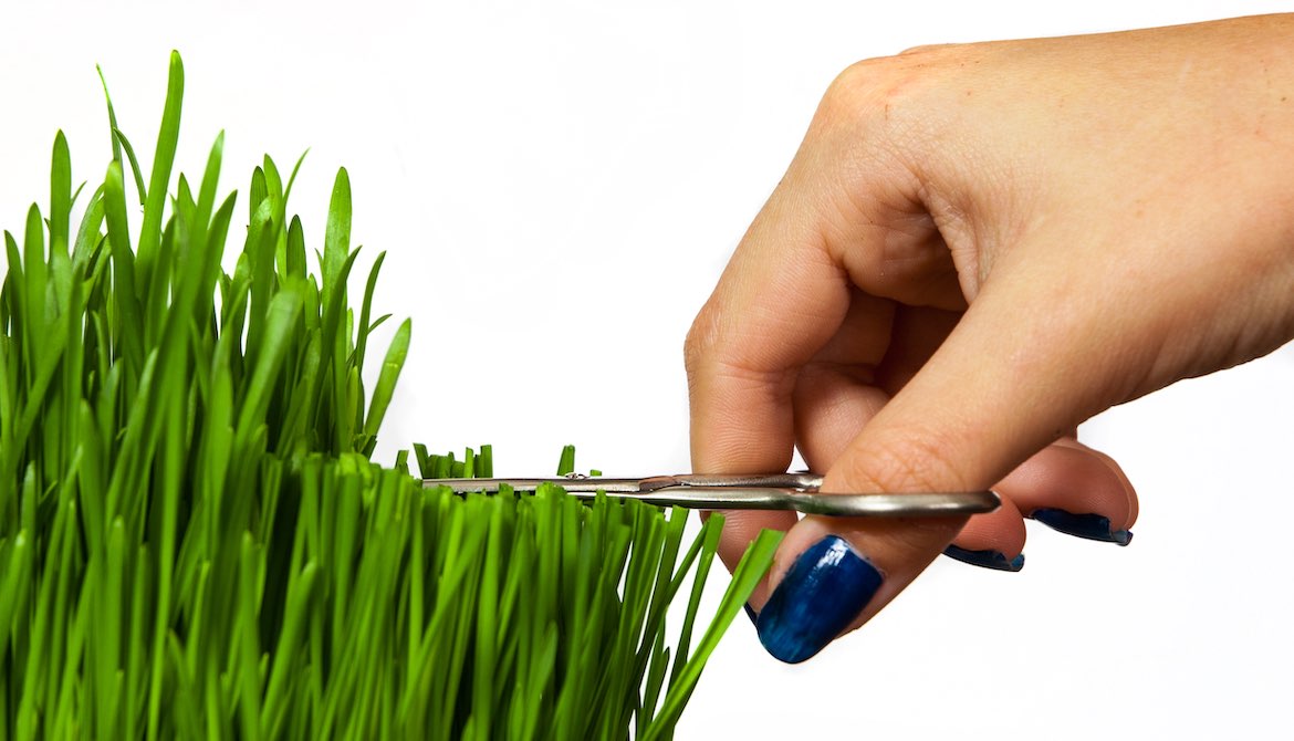 manicured hand trimming grass to be perfectly even with scissors