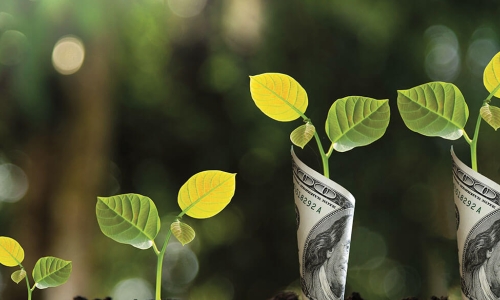 growing seedlings wrapped with 100-dollar bills