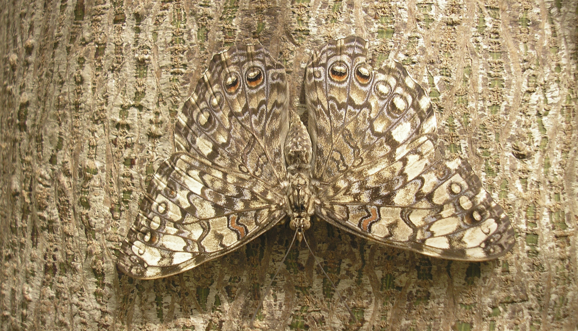 camouflaged butterfly