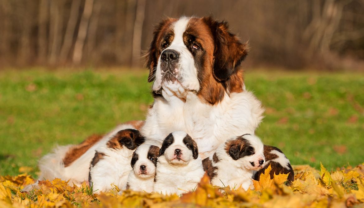 big mother dog sitting in the middle of several smaller dogs