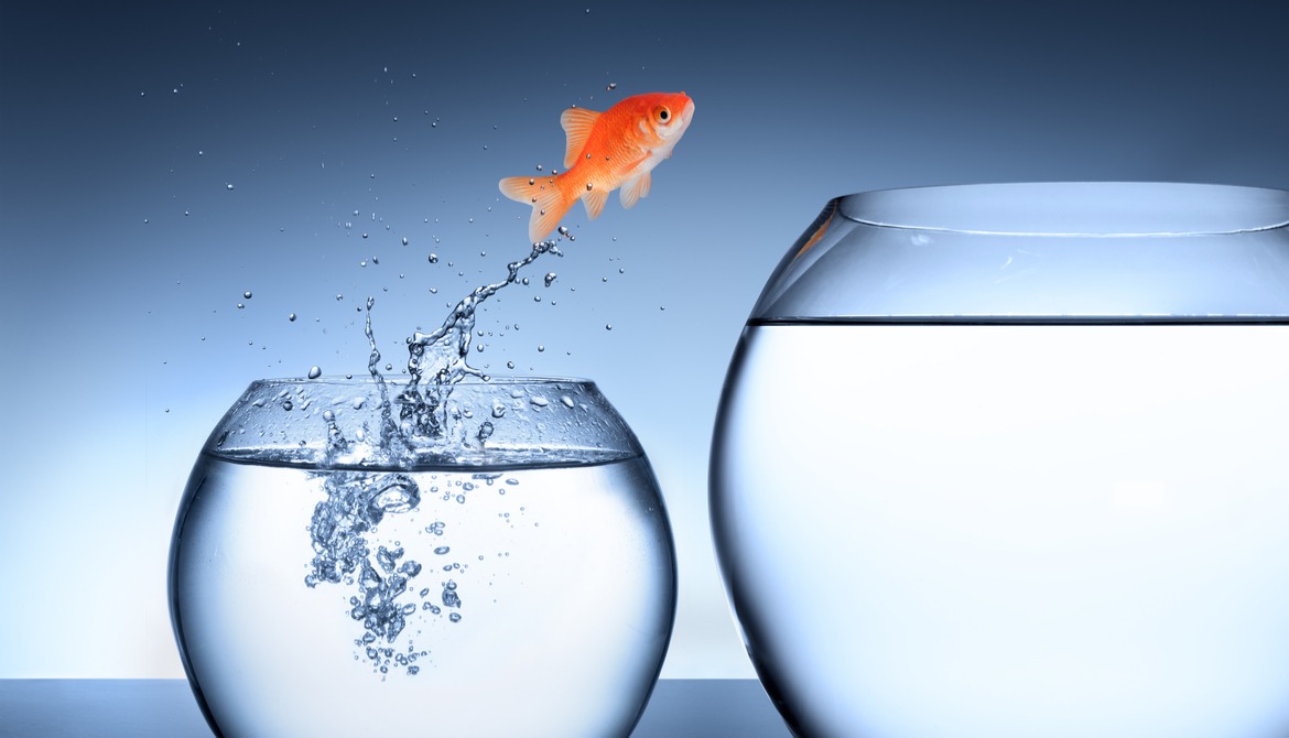 goldfish jumping into a bigger bowl