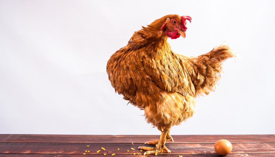 Red chicken looking behind her at a brown egg on wood floor