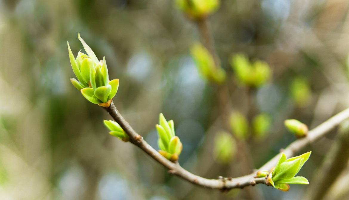 close up image of a budding branch