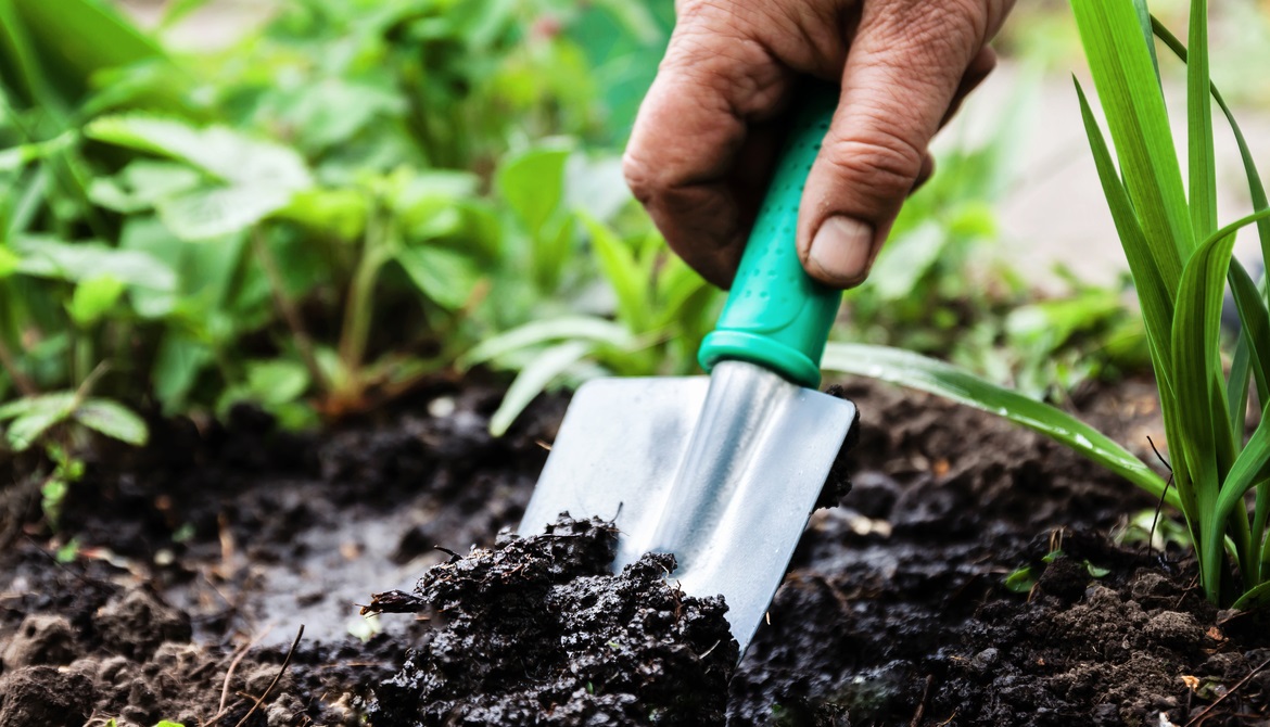 gloved hand mixing fertilizer into garden soil with blue trowel next to young tomato plant