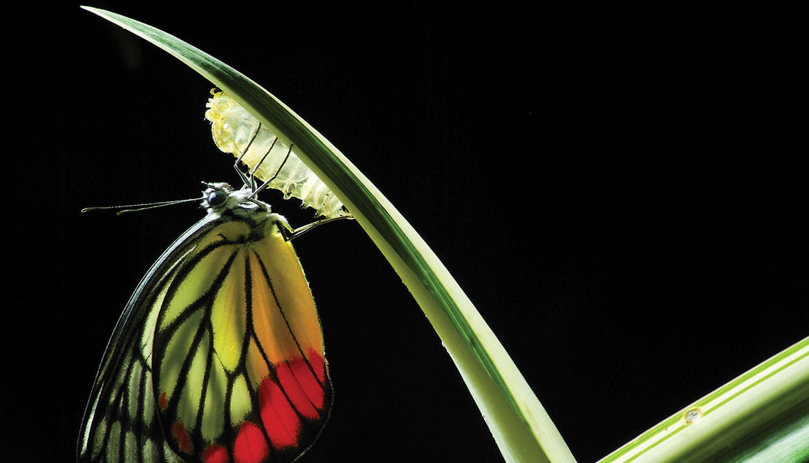 colorful butterfly emerging from chrysalis on a blade of grass