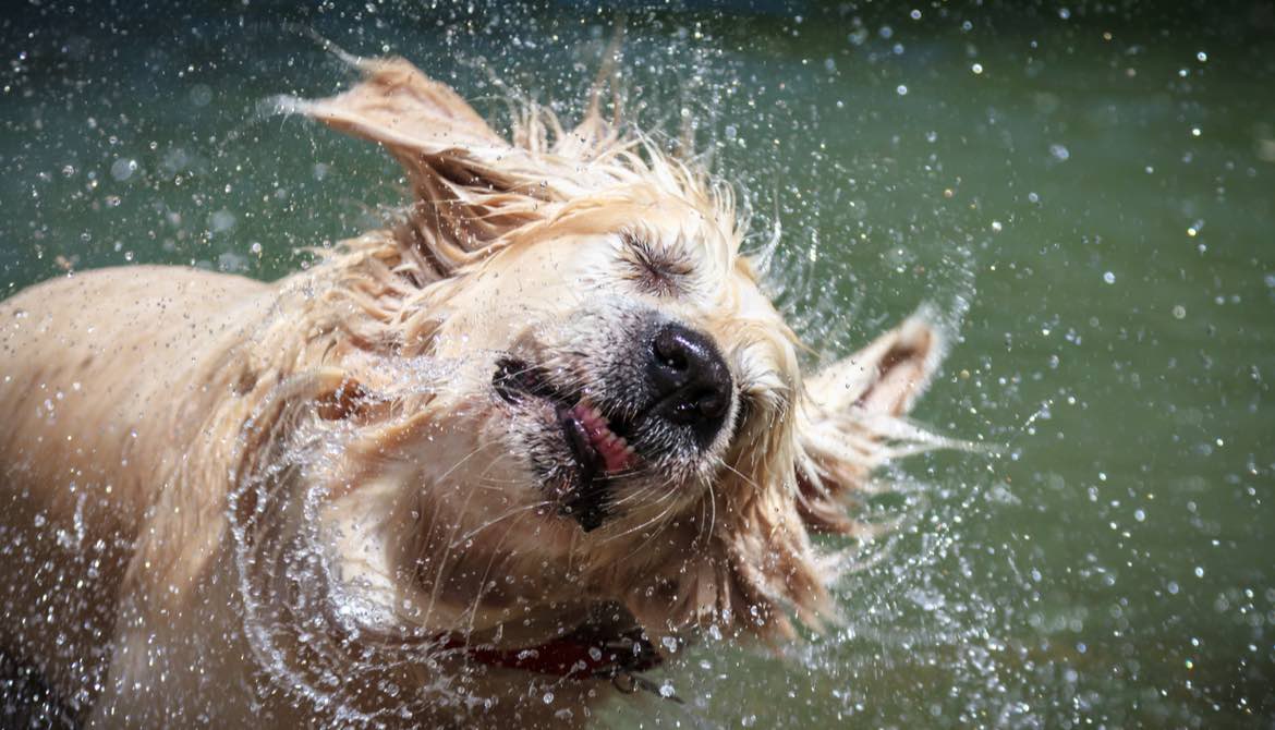 dog shaking after bath