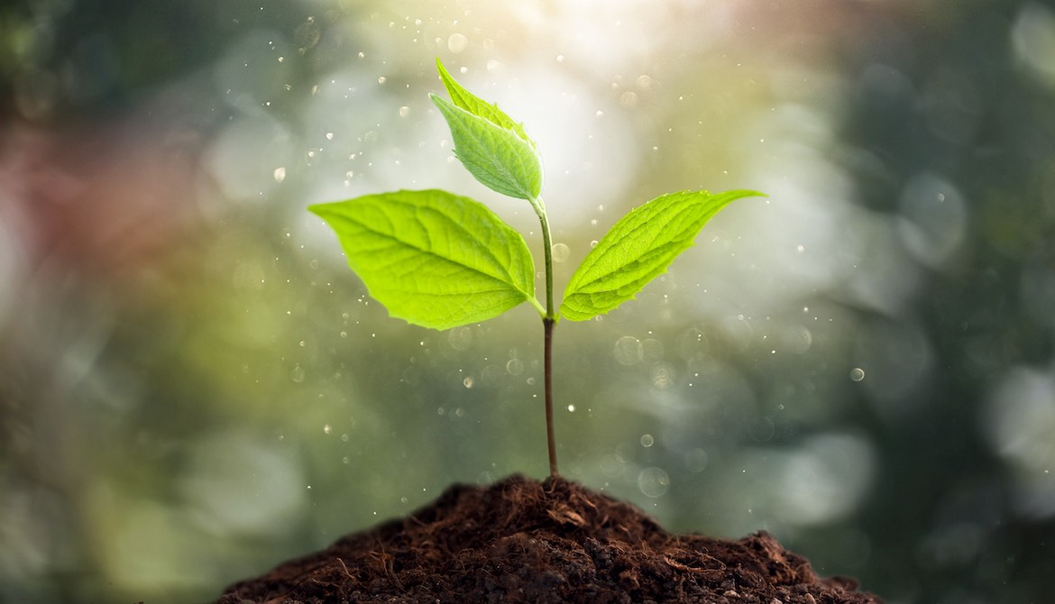 green shoot thrives with droplets