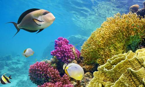 Underwater ecosystem scene with coral reef and fish