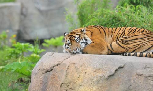 sleeping tiger in zoo habitat