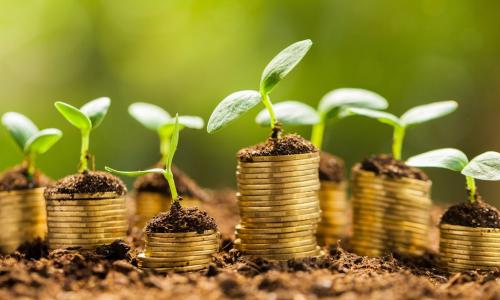 many seedlings growing from small stacks of coins