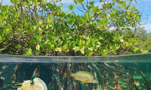 Mangrove above and below water surface, half and half, with fish and a jellyfish underwater, Carribbean sea