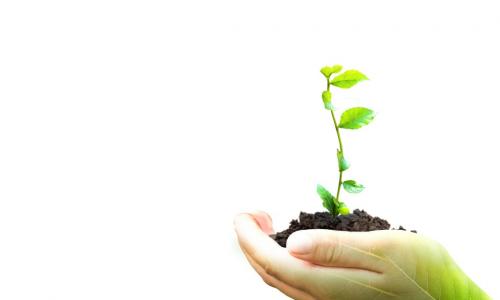 hand holding plant on blur green nature background